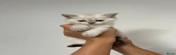Scottish Fold cats for sale: PUREBRED SCOTTISH FOOD LONGHAIR & SHORTHAIR KITTEN - Advert 28