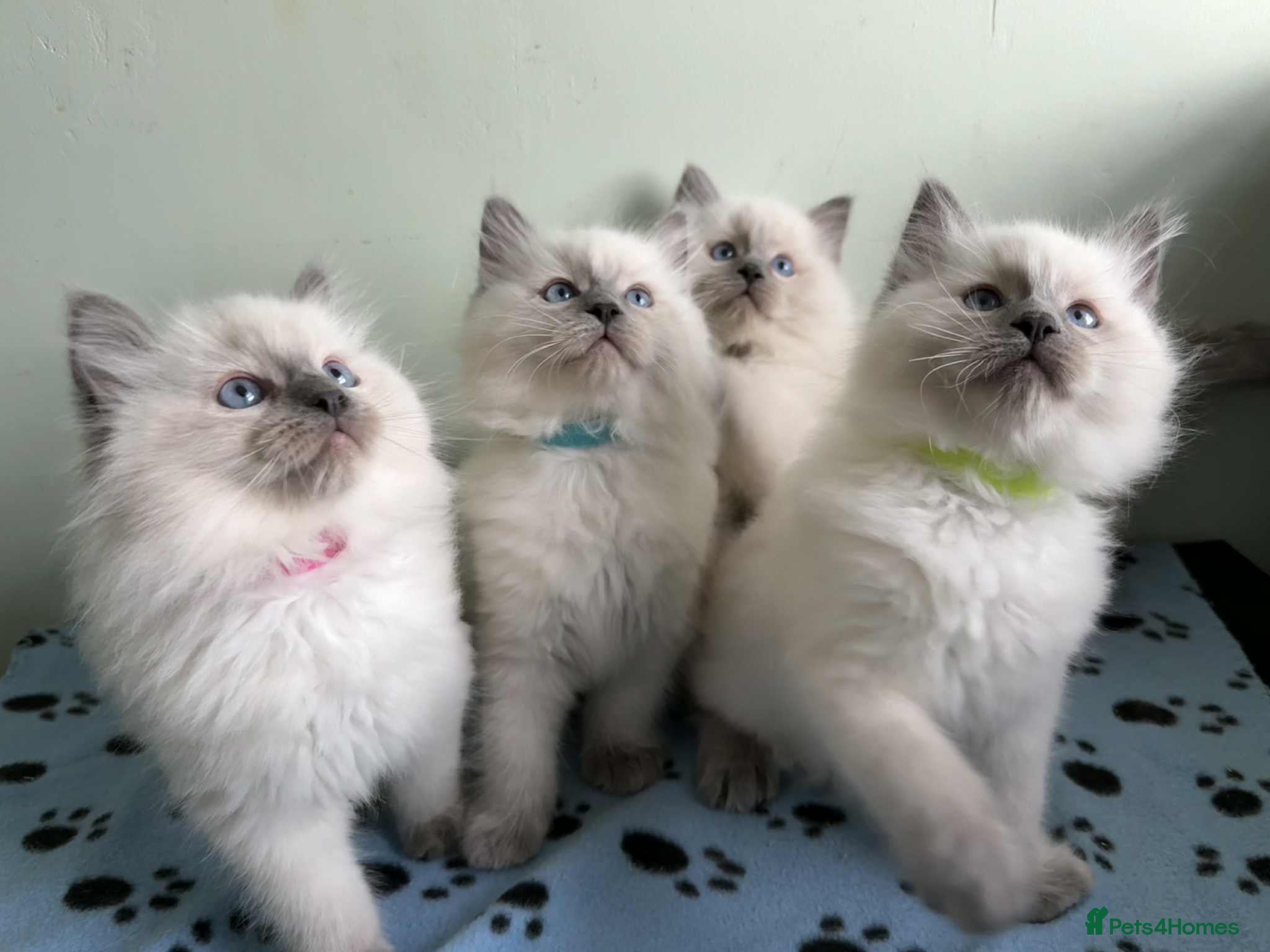 Ragdoll cats GCCF registered ragdoll kittens - Advert 4