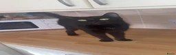 Bombay cats for sale: Adult cat looking for forever home  - Advert 3
