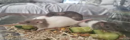 Rat rodents for sale: Beautiful full size and dwarf rats  - Advert 9