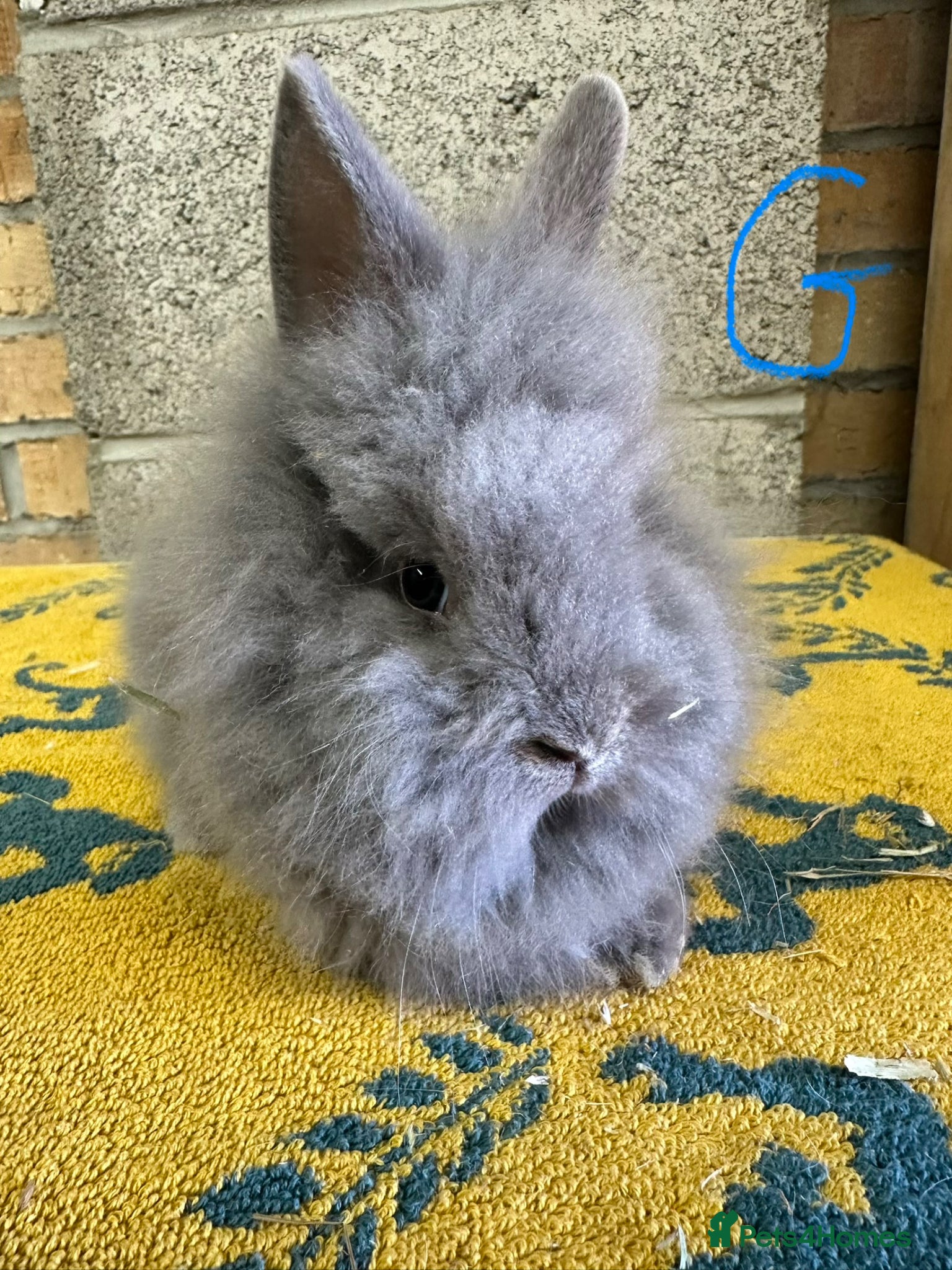 Lionhead rabbits Lionhead Rabbits For Sale  - Advert 2