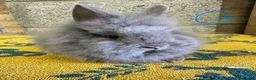 Lionhead rabbits for sale: Lionhead Rabbits For Sale  - Advert 2