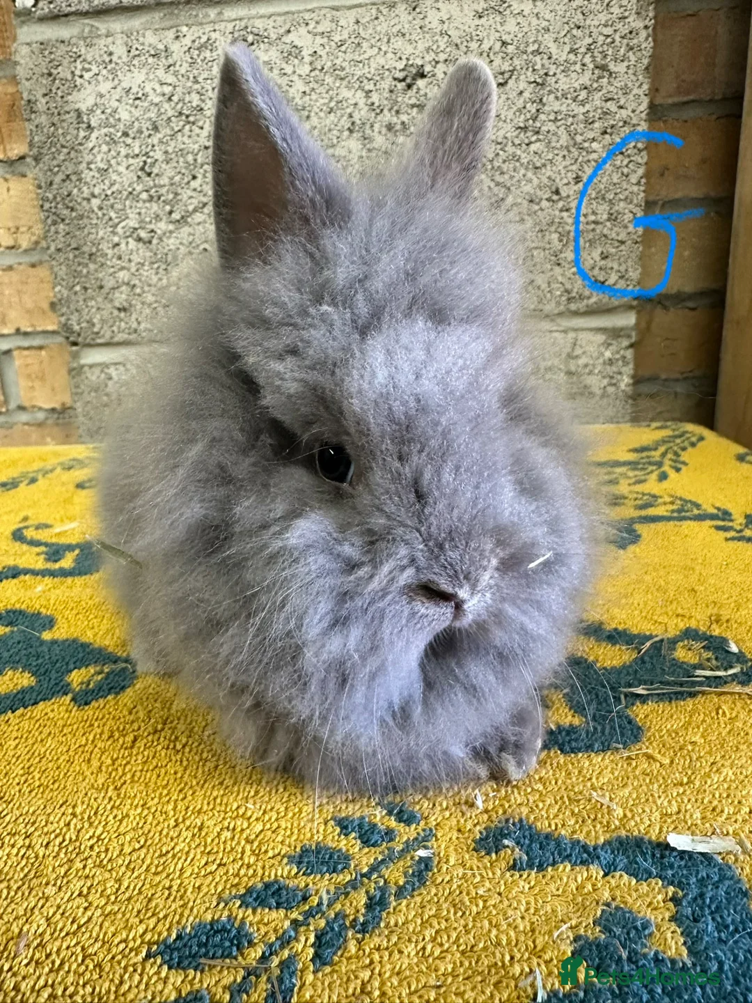 Lionhead rabbits for sale: Lionhead Rabbits For Sale  - Advert 2