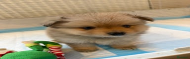 Pomeranian Puppy 2