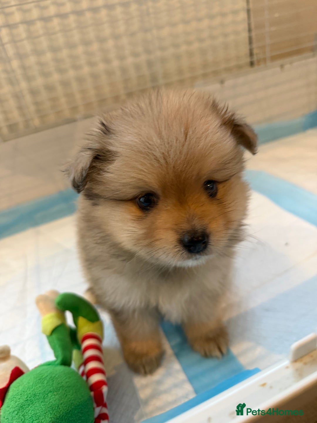 Pomeranian dogs for sale: Pomeranian puppy’s  - Advert 12