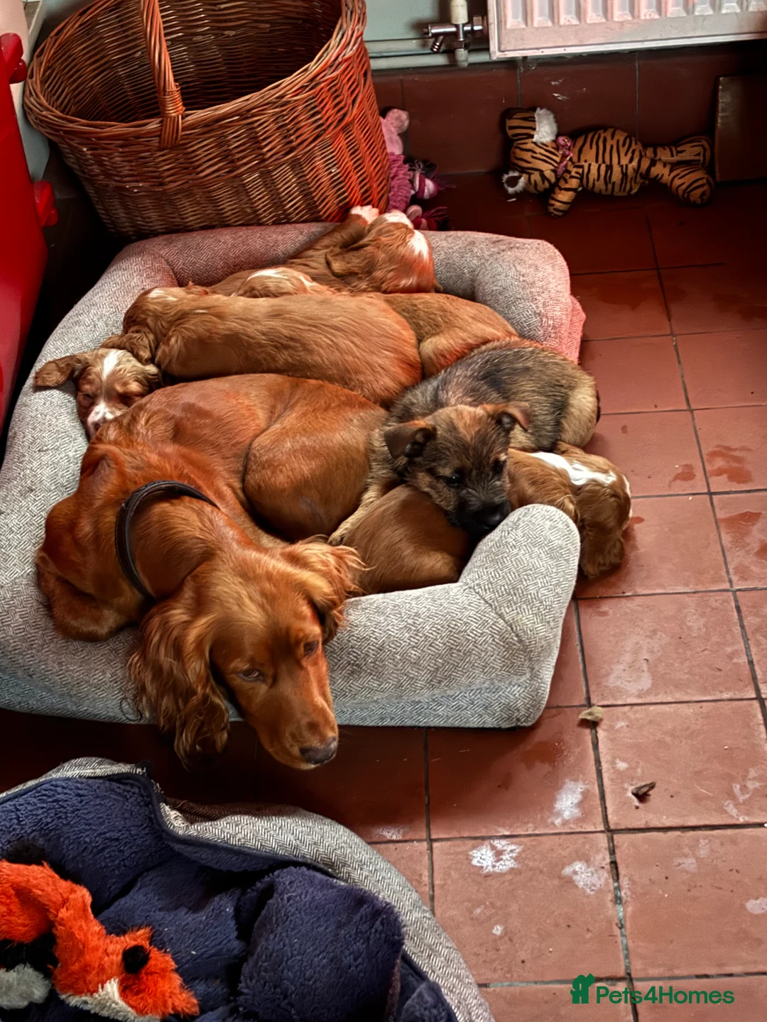 Cocker Spaniel dogs for sale: KC registered Cocker spaniel  - Advert 6