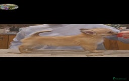 Chihuahua dogs for sale: KC registered Longcoat Chihuahuas - Image 5