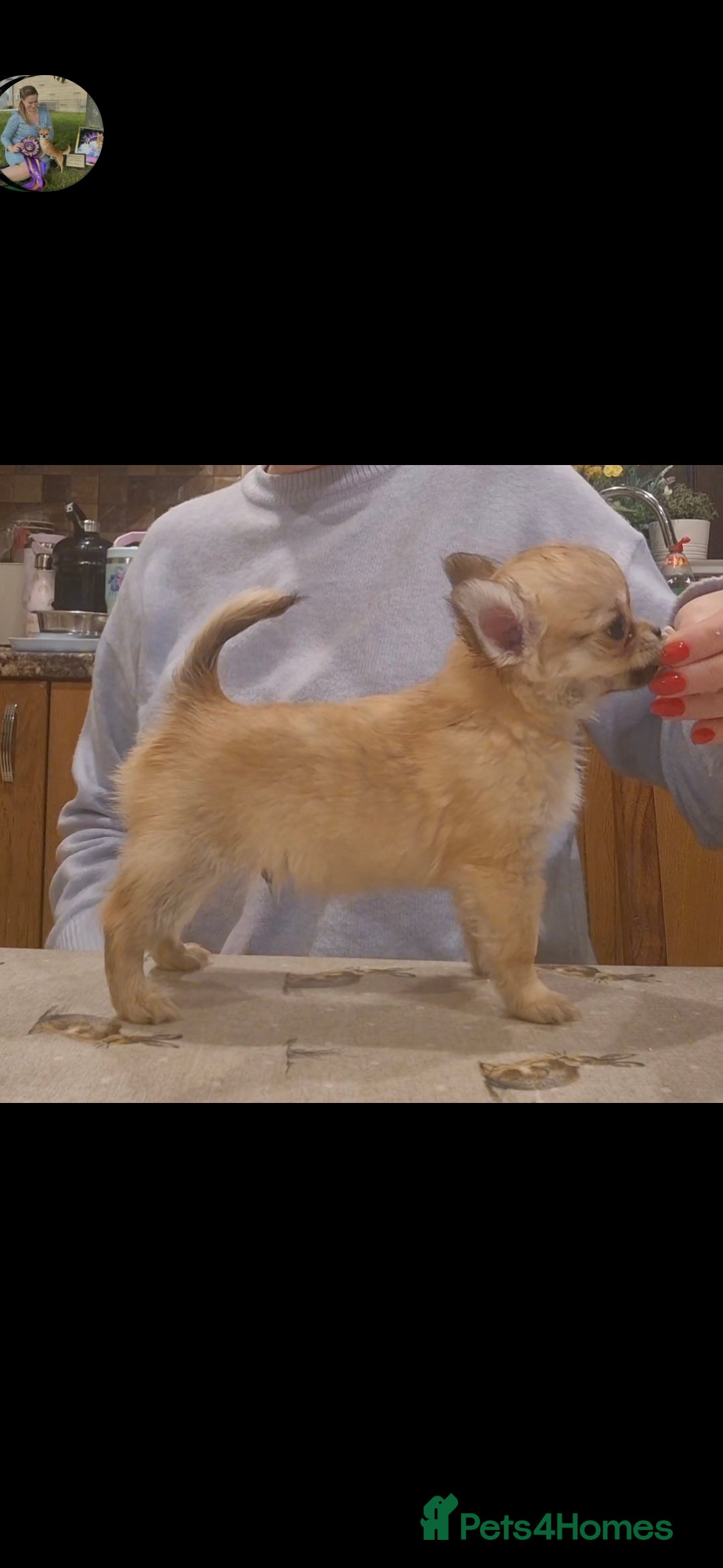 Chihuahua dogs for sale: KC registered Longcoat Chihuahuas - Image 5