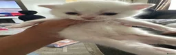 Persian cats for sale: Pure Persian  - Advert 3