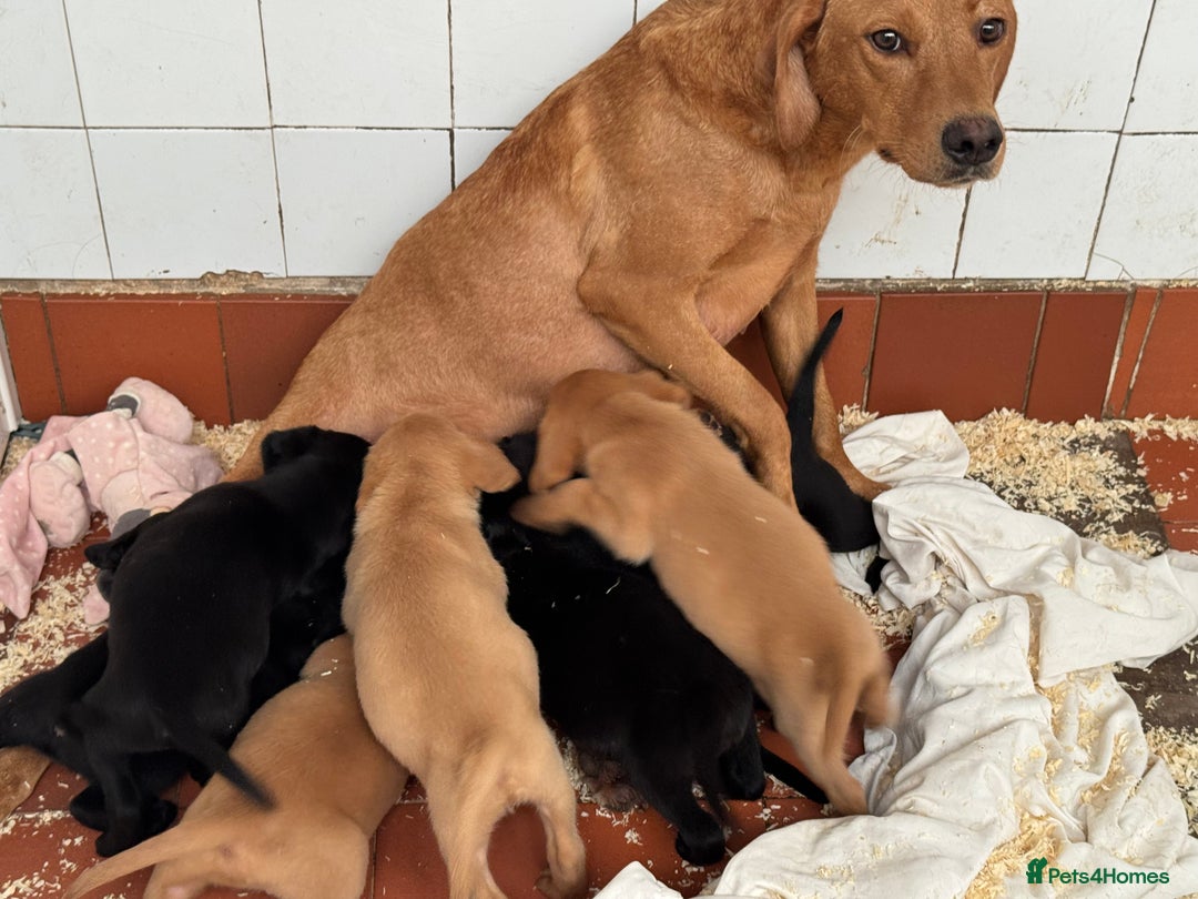 Labrador Retriever dogs for sale: Labrador Pups - Image 8