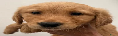 Golden Retriever 1