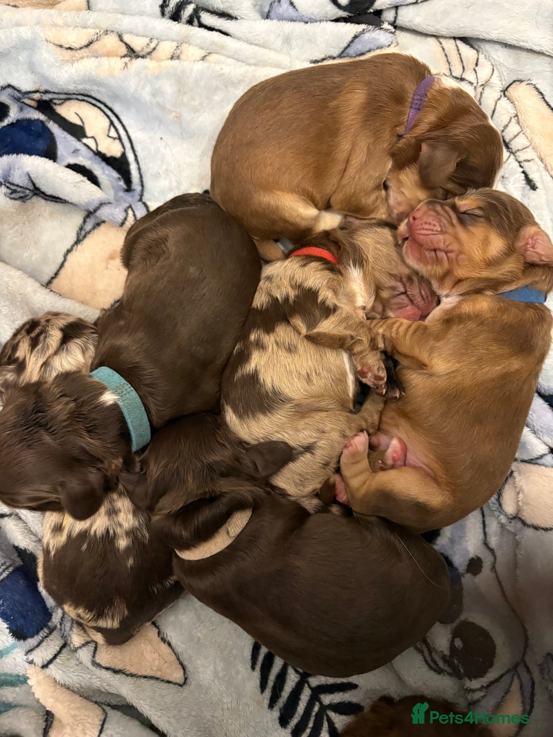 Cocker Spaniel dogs for sale: Cocker spaniel puppies - AVAILABLE 01/01/26  - Image 10