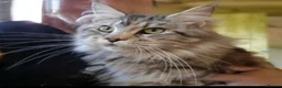 Maine Coon cats for sale: MAINE COON KITTENS in Wigton - Advert 13