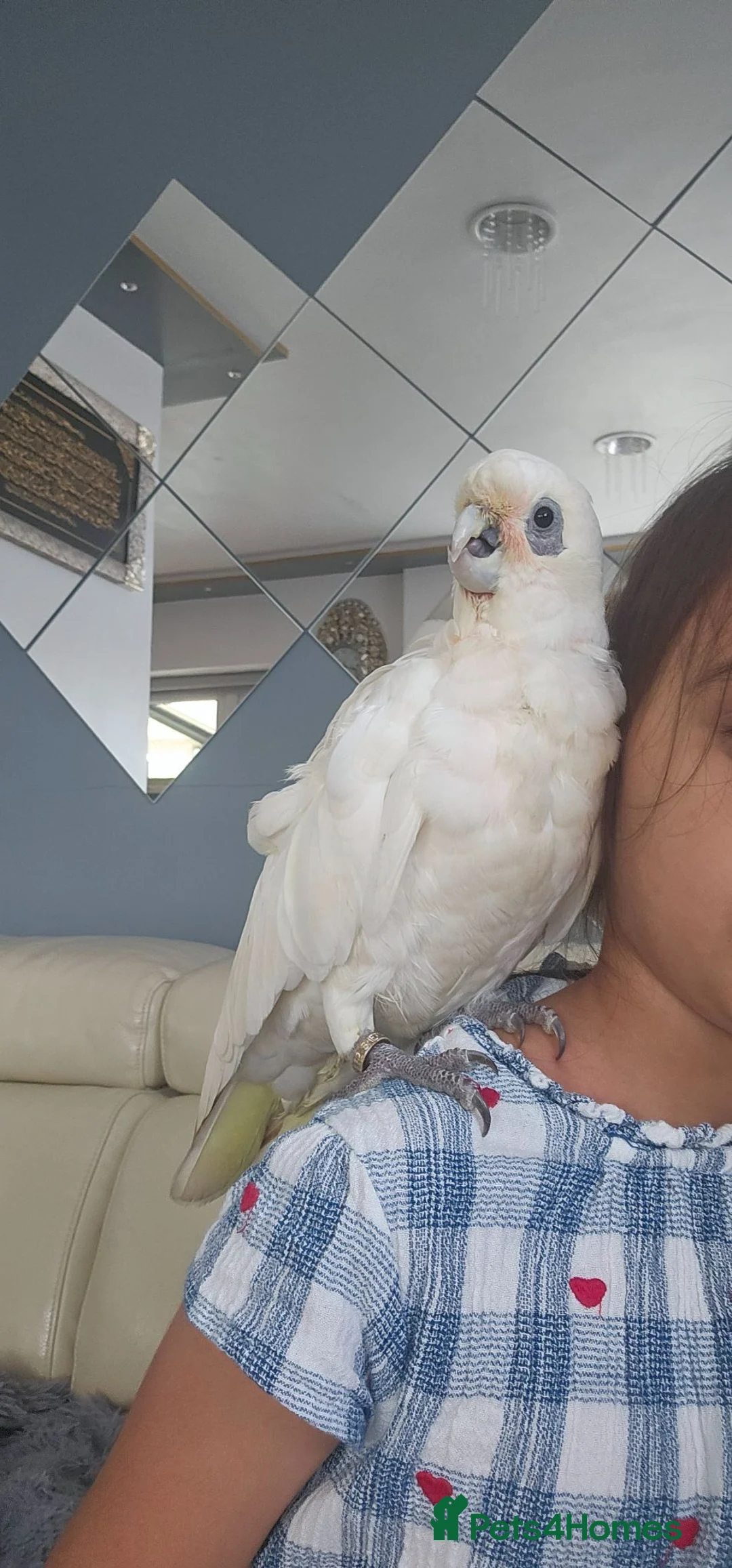 Cockatoo birds for sale: Female Curella (bare-eyed) Cockatoo - Advert 2