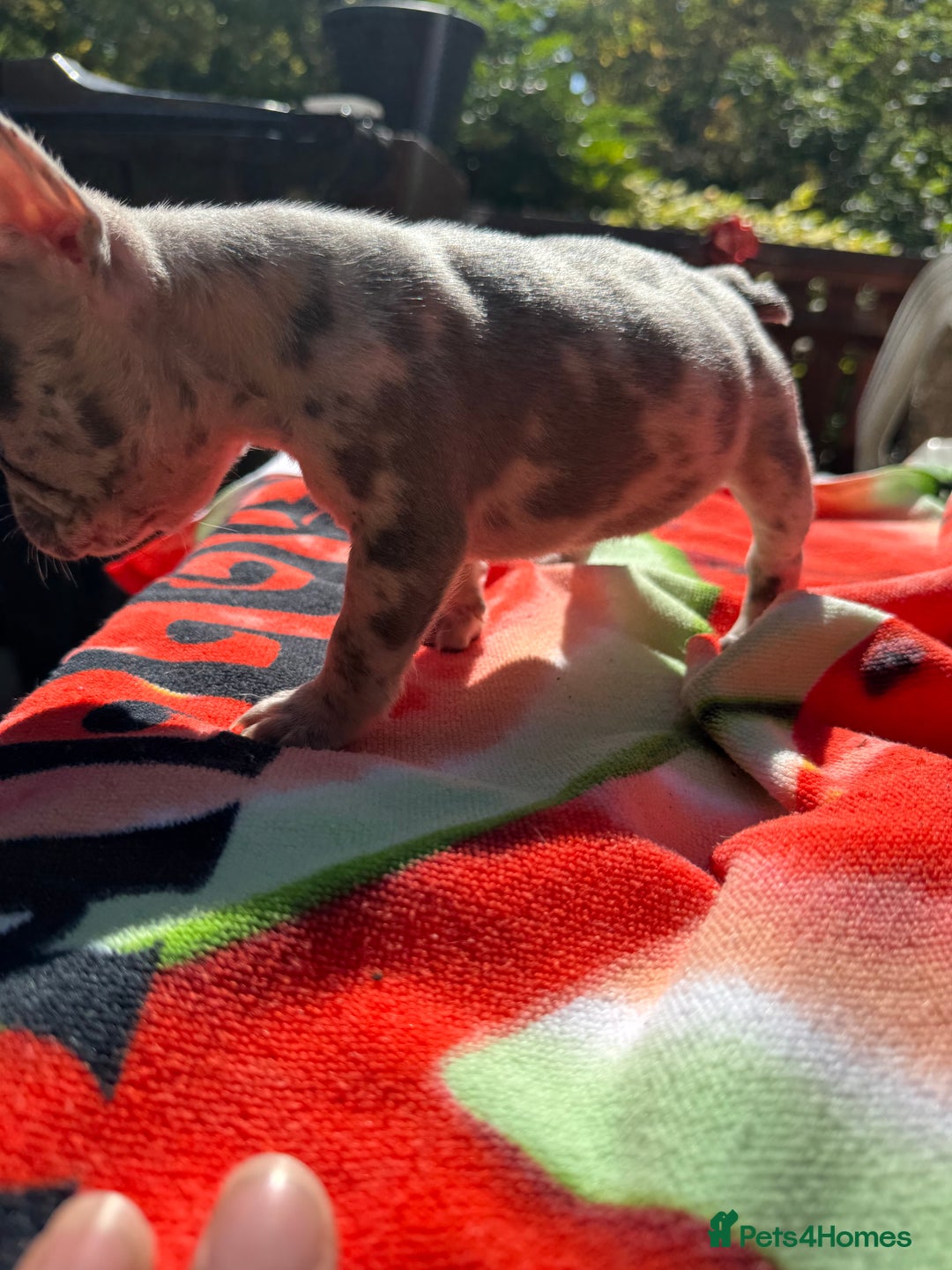 French Bulldog dogs for sale: Adorable French Bulldogs - Image 19