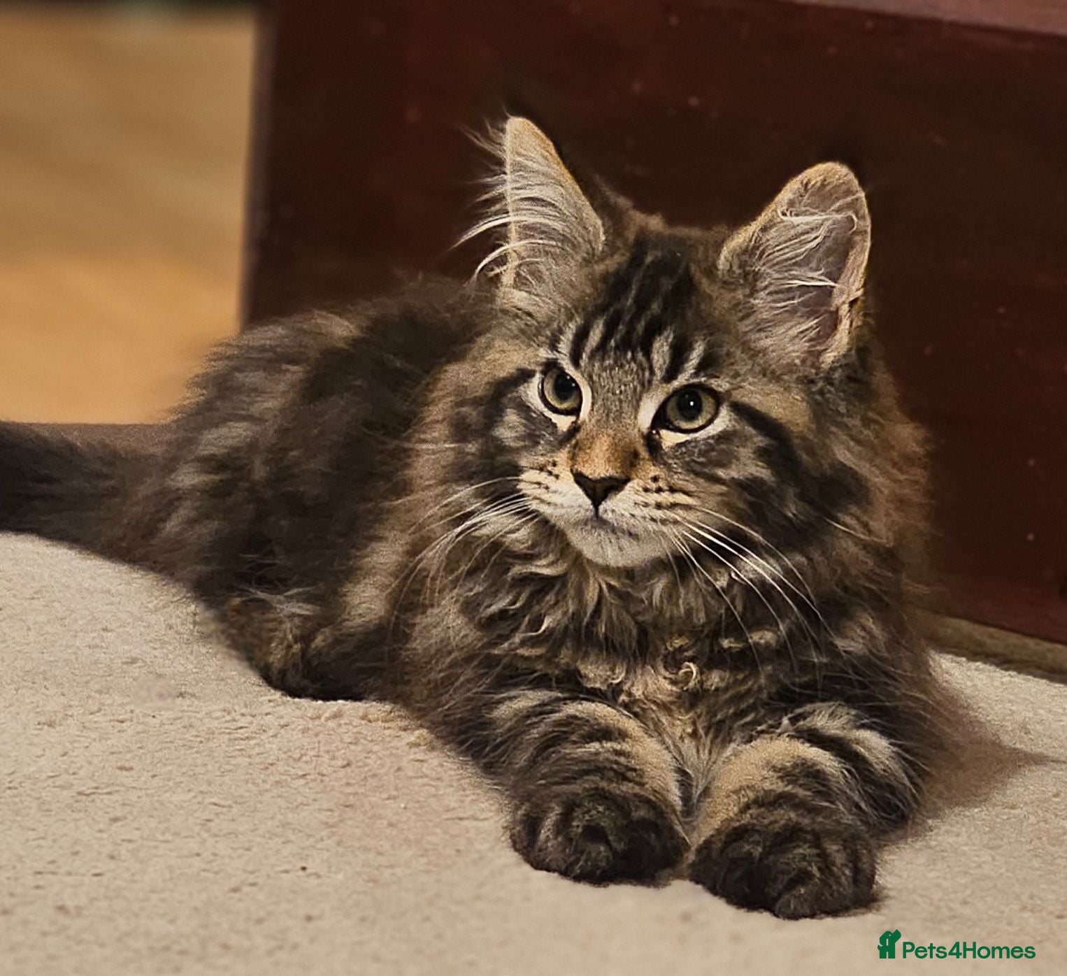 Maine Coon cats Pure Maine Coon Girls. European Lines - Advert 1