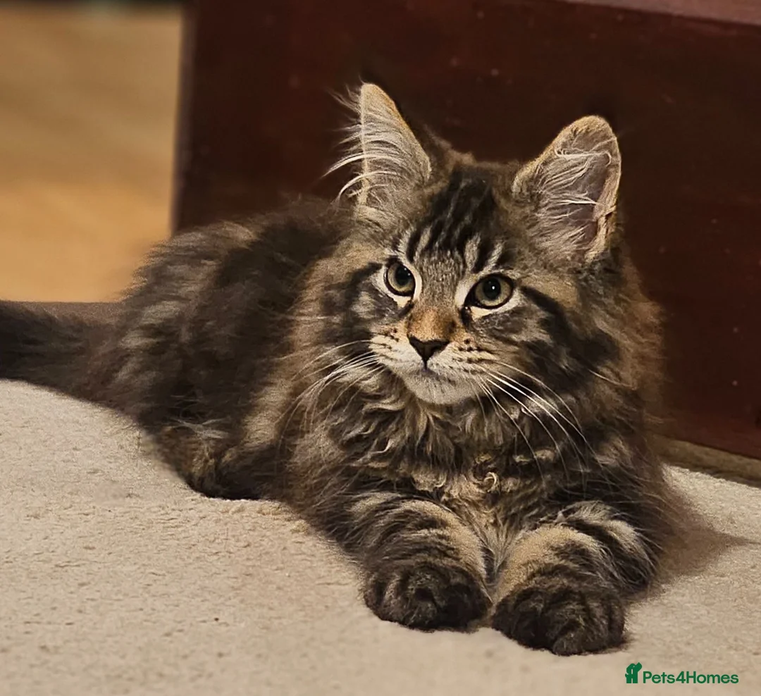Maine Coon cats for sale: Pure Maine Coon Girls. European Lines - Advert 1