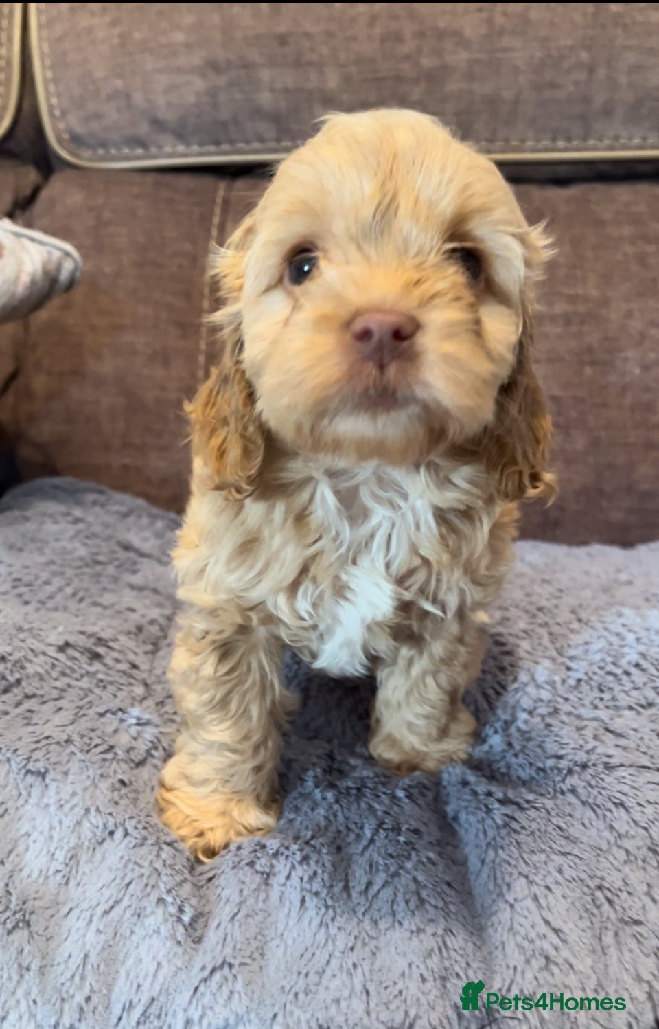 Cockapoo dogs 🩵💕BEAUTIFUL💕🩵F1 Cockapoo Pups  - Advert 6