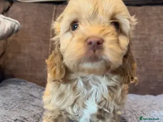 Cockapoo dogs 🩵💕BEAUTIFUL💕🩵F1 Cockapoo Pups - Advert 6