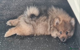 Mixed Breed dogs for sale: Ready now Pomeranian cross. ( Lapponian ) - Image 2