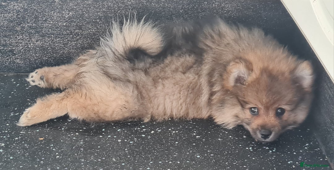 Mixed Breed dogs for sale: Ready now Pomeranian cross. ( Lapponian ) - Image 2