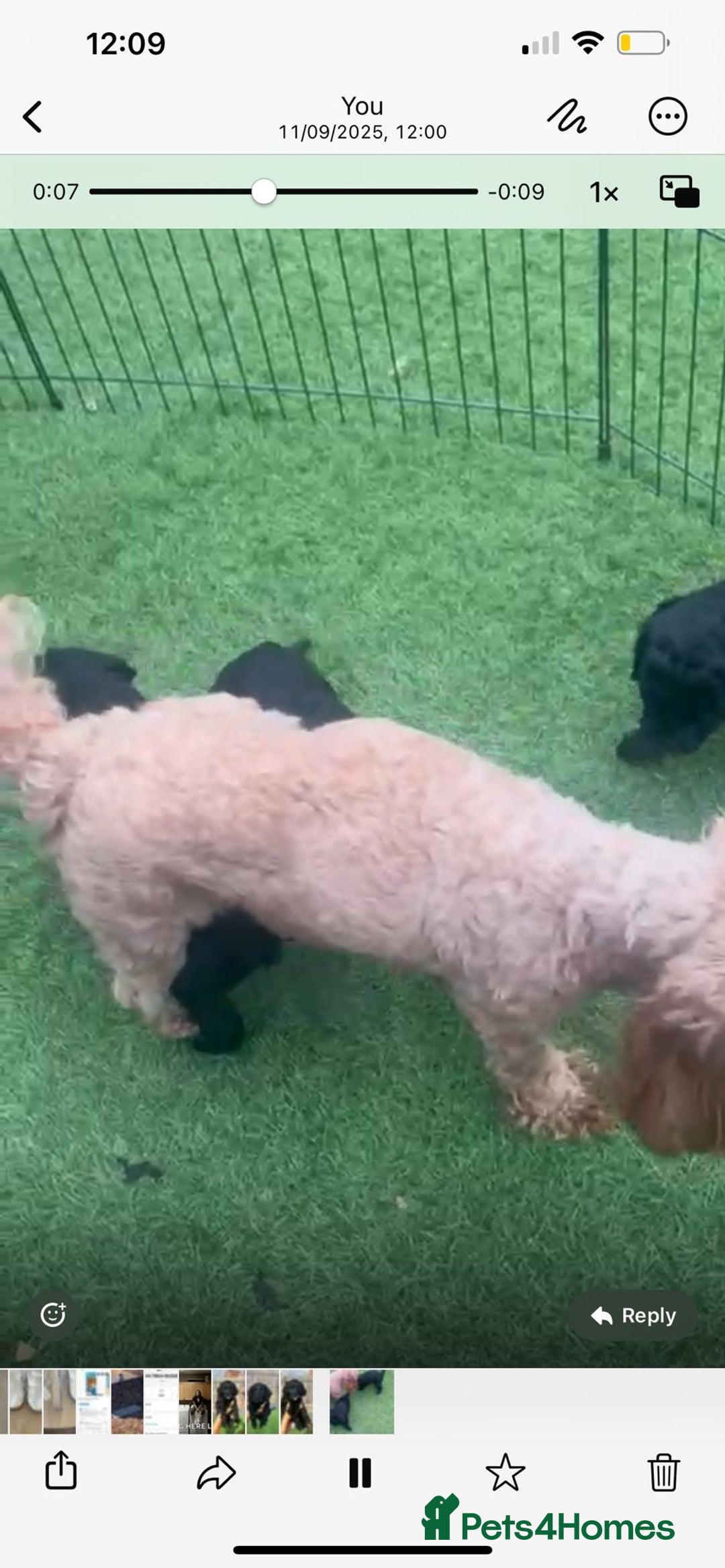 Cavapoo dogs for sale: Beautiful FB1 Cavapoos  - Image 4