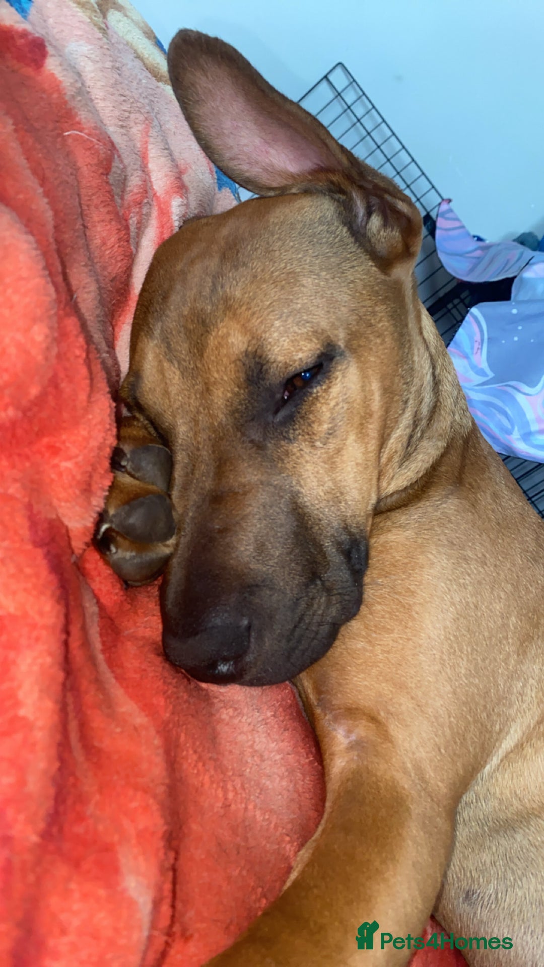 Mixed Breed dogs for sale: Dog for sale  - Advert 3