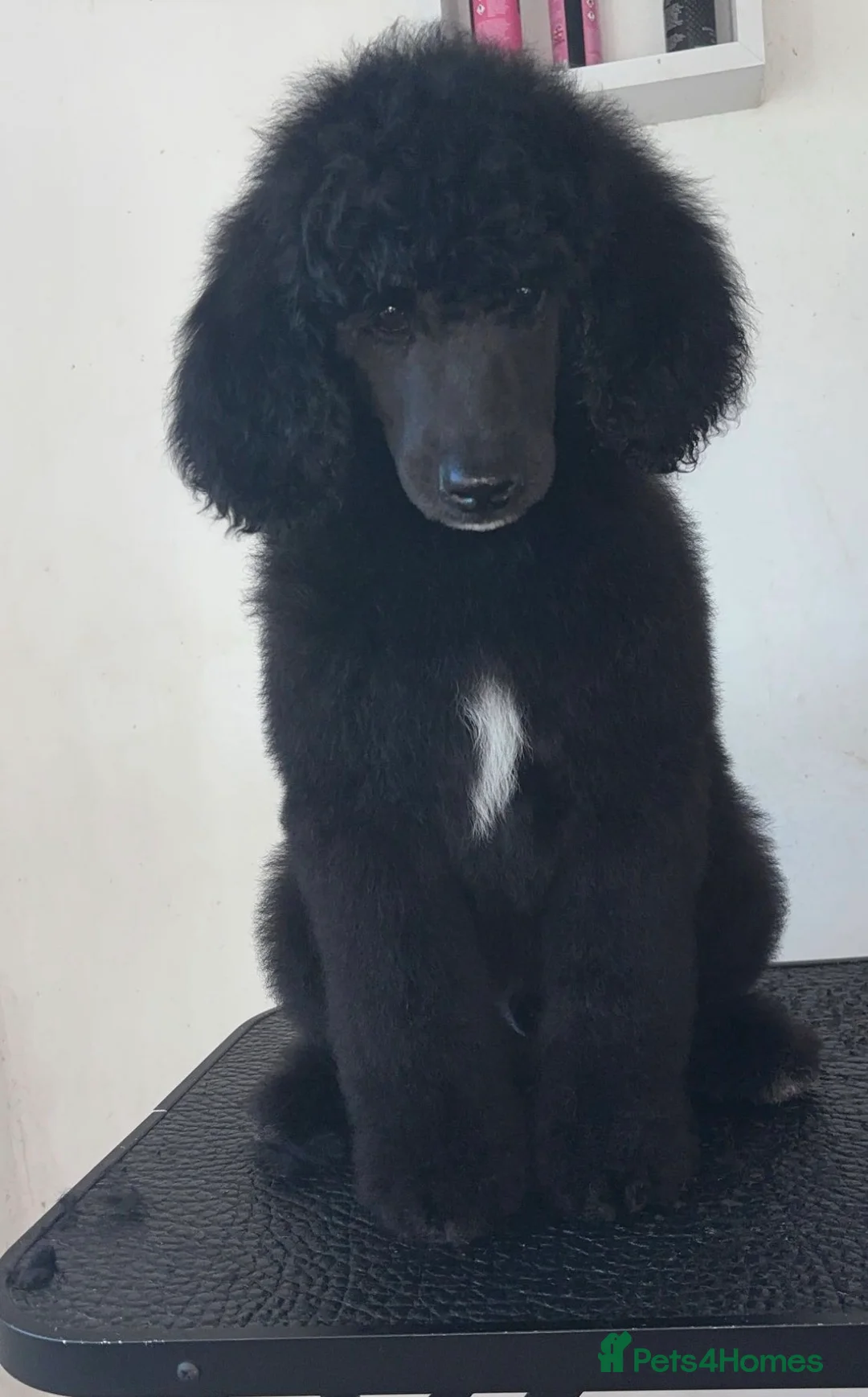 Standard Poodle dogs for sale: ReducedKC Registered standard poodle puppies  - Advert 6