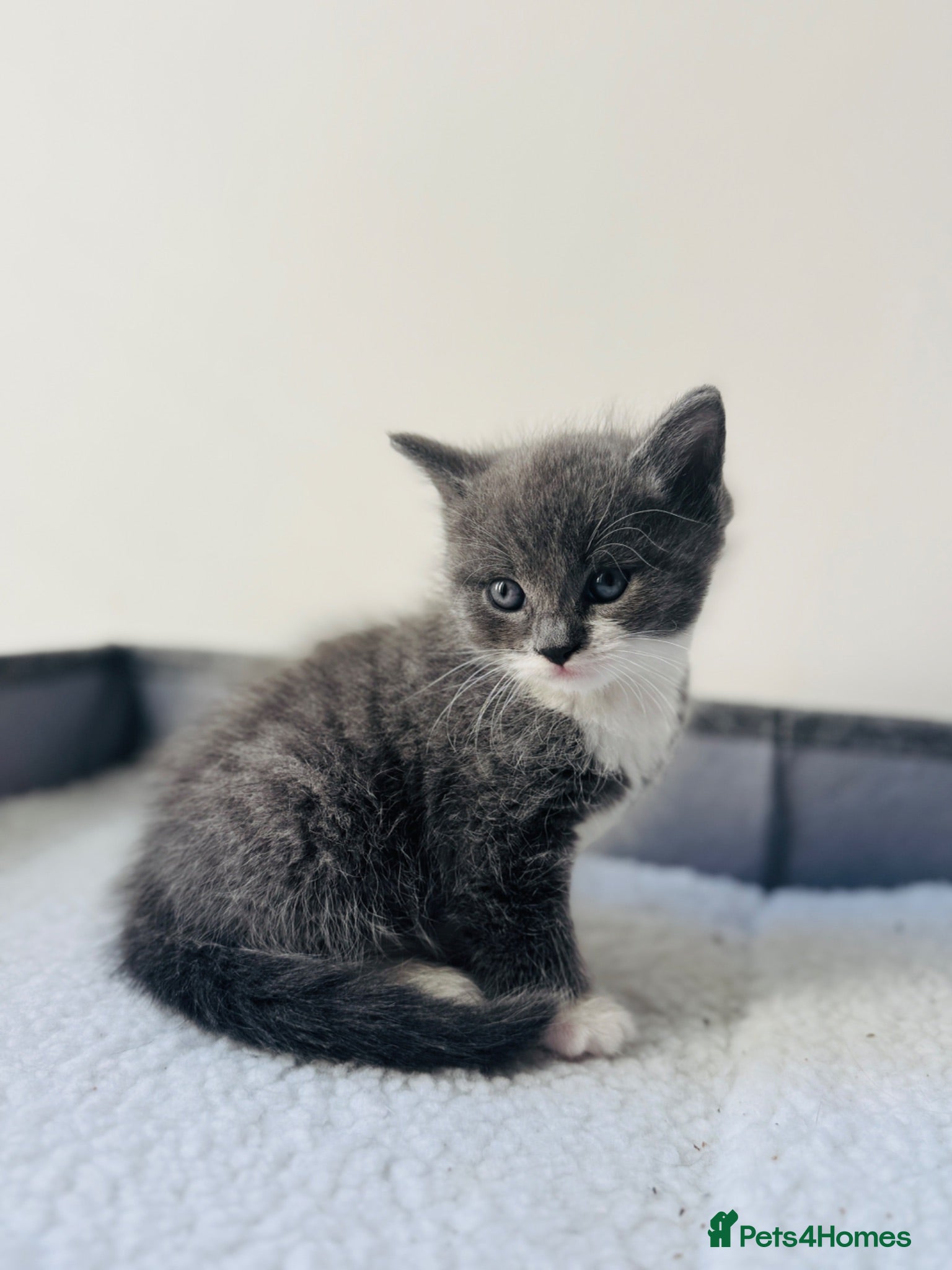 Mixed Breed cats 2 little kittens for sale - Advert 1