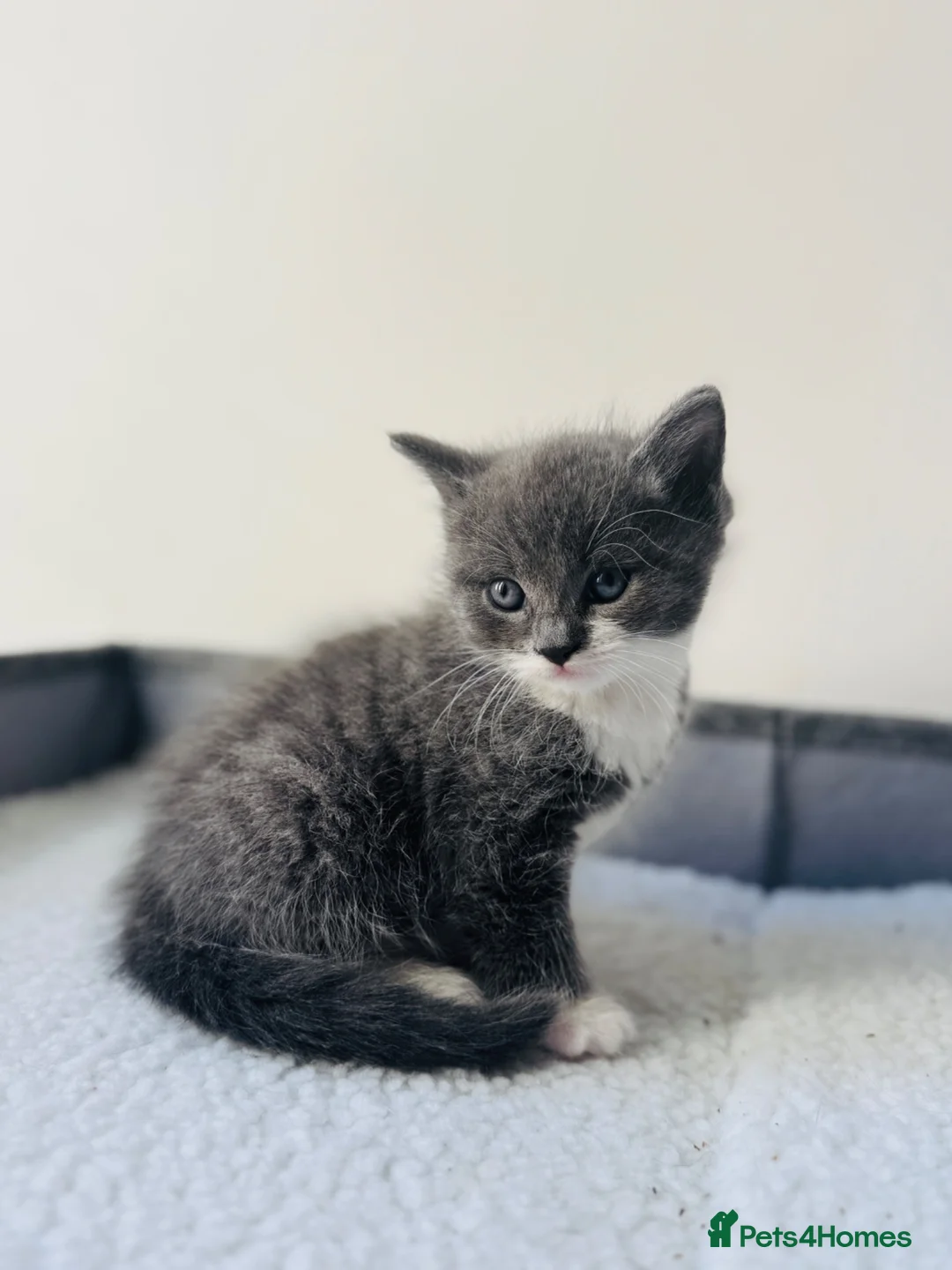 Mixed Breed cats for sale: 2 little kittens for sale in Southsea - Advert 1