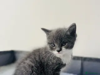 Mixed Breed cats 2 little kittens for sale - Advert 1