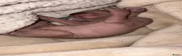 Sphynx cats for sale: All girls Sphynx kittens - Advert 10