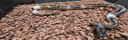 Python Snake reptiles for sale: Yellowbelly Piebald Het Dessert Ghost Ball Python - Advert 4