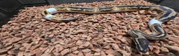 Python Snake reptiles for sale: Yellowbelly Piebald Het Dessert Ghost Ball Python - Advert 4