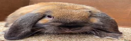 Dwarf Lop rabbits for sale: Dwarf Lop Baby Bucks  - Advert 3