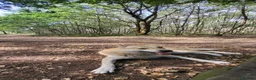Saarloos Wolfdog dogs for sale: Low content wolfdog  - Advert 4