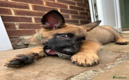 Mixed Breed dogs for sale: Czech shepherd x Belgium malinois - Image 23