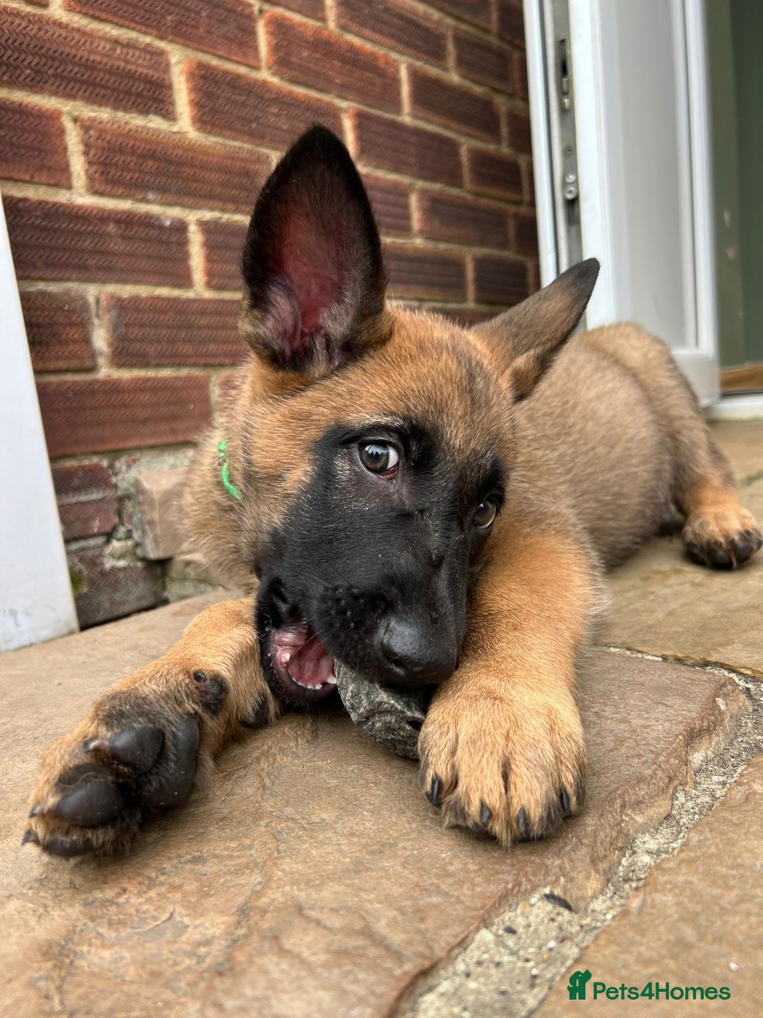 Mixed Breed dogs for sale: Czech shepherd x Belgium malinois - Image 23