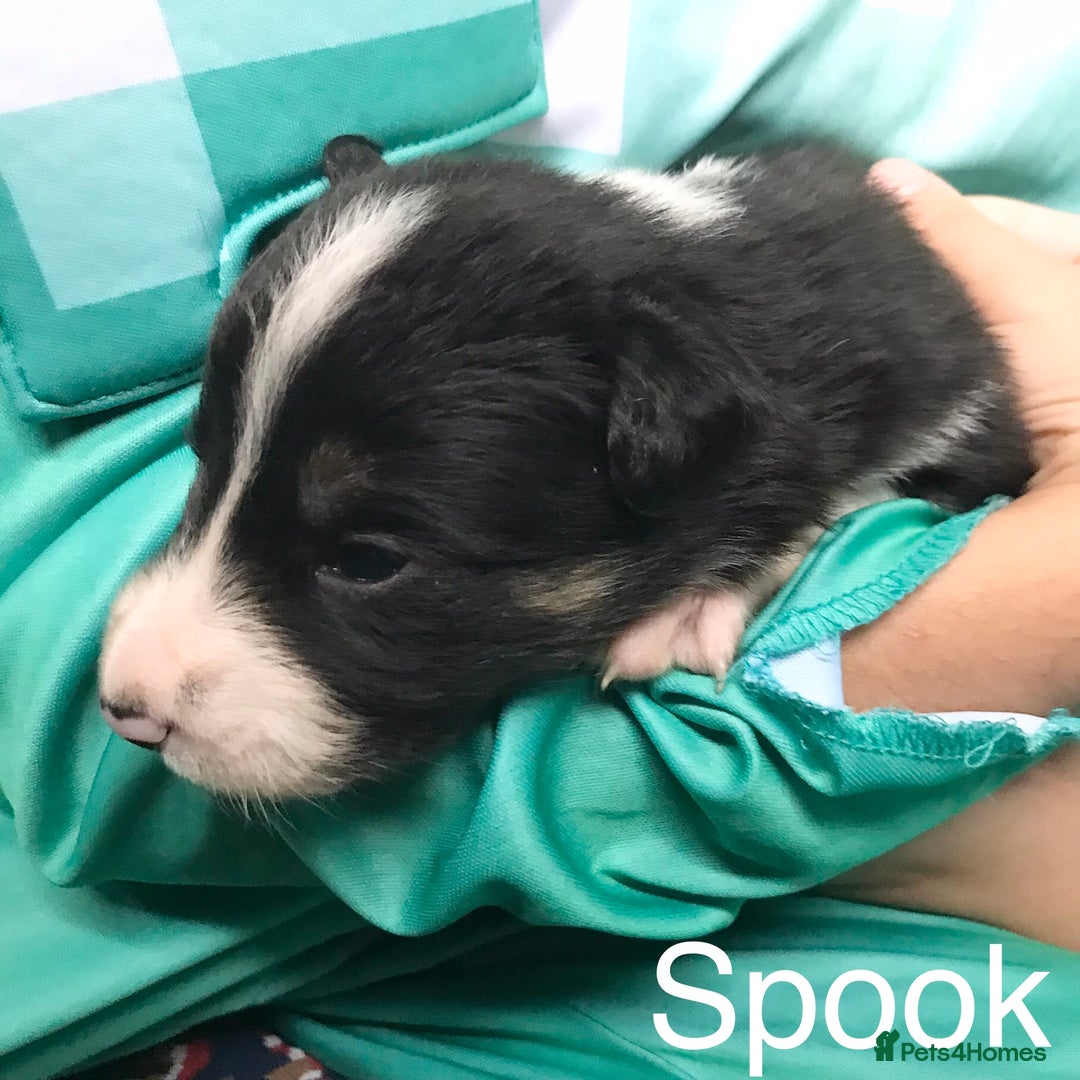 Border Collie dogs for sale: Beautiful Border Collie Pups, Merle & Classic Tri - Advert 20
