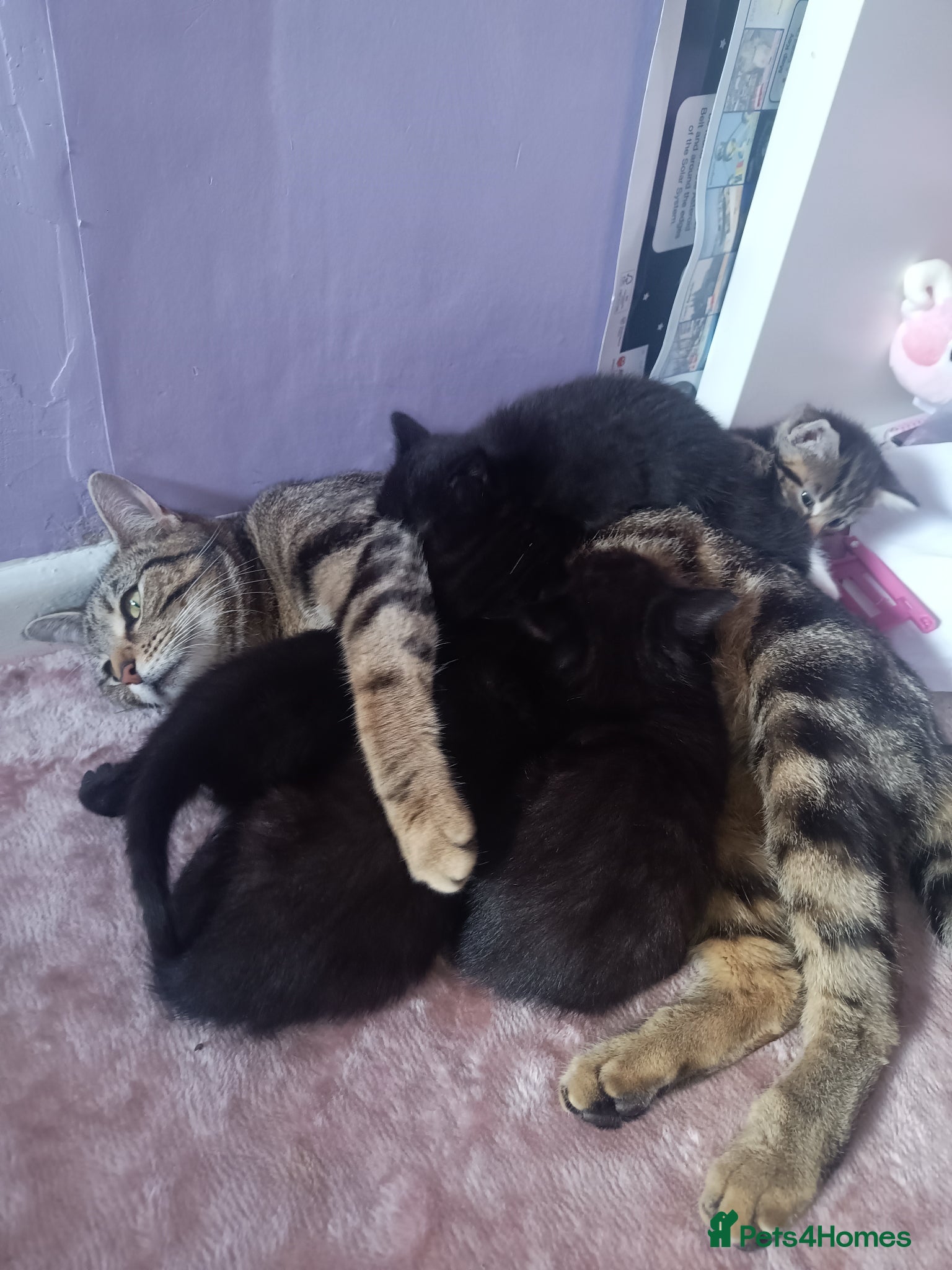 Mixed Breed cats Tabby, all black and black and white kittens   - Advert 1