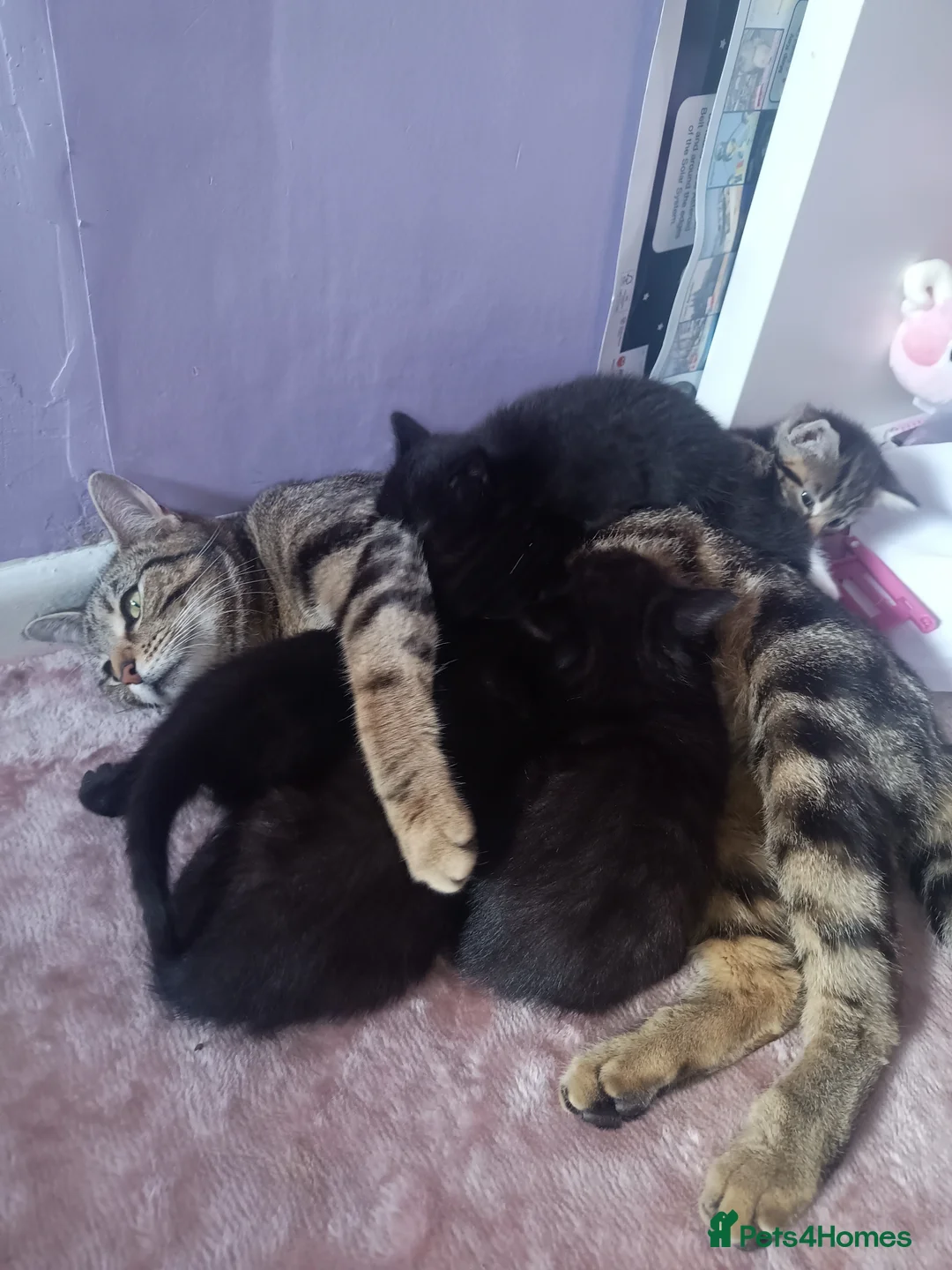 Mixed Breed cats for sale: Tabby, all black and black and white kittens   - Advert 1