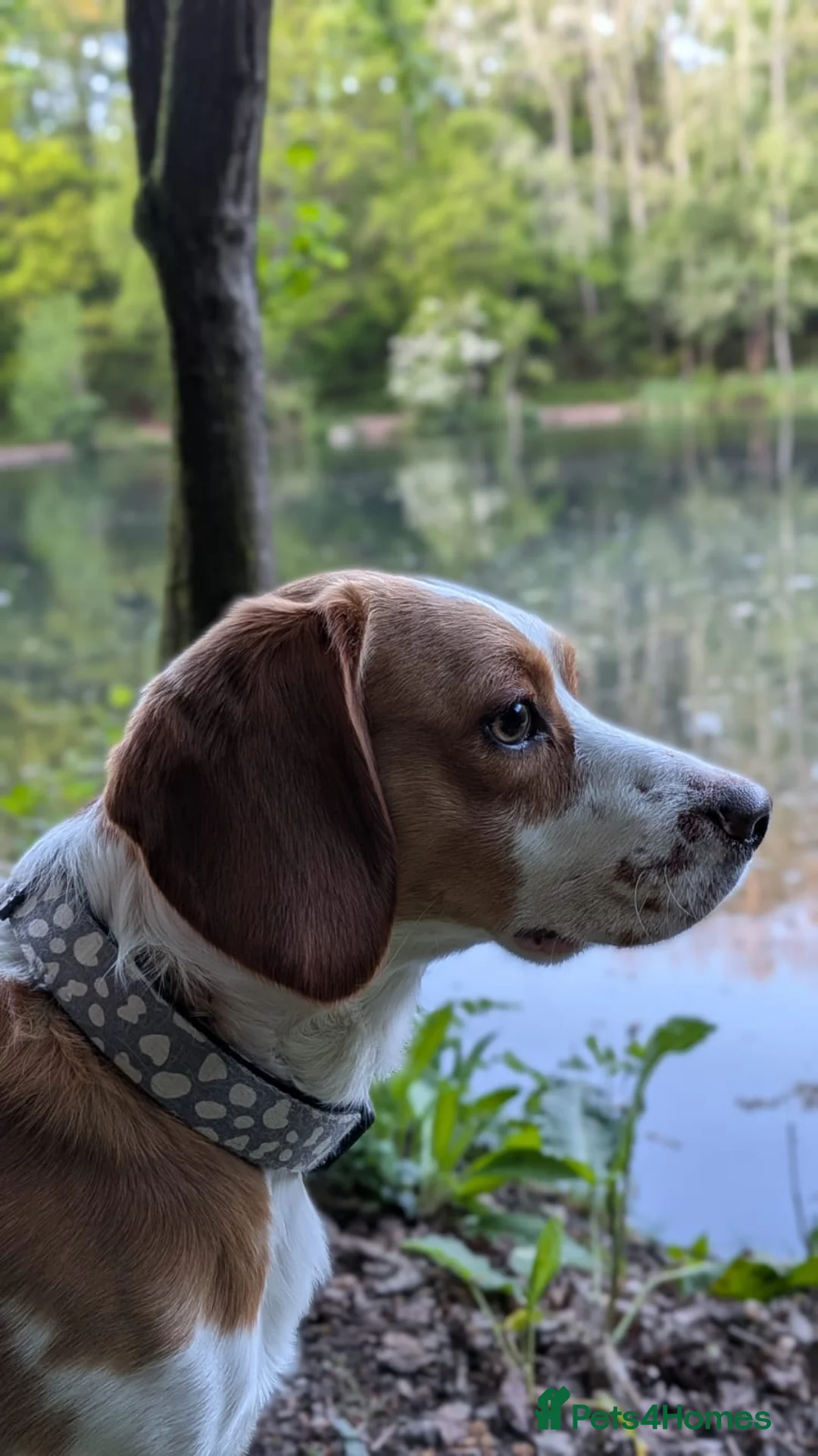 Bocker dogs for stud: Beagle x cocker for stud  in Wrexham - Advert 4