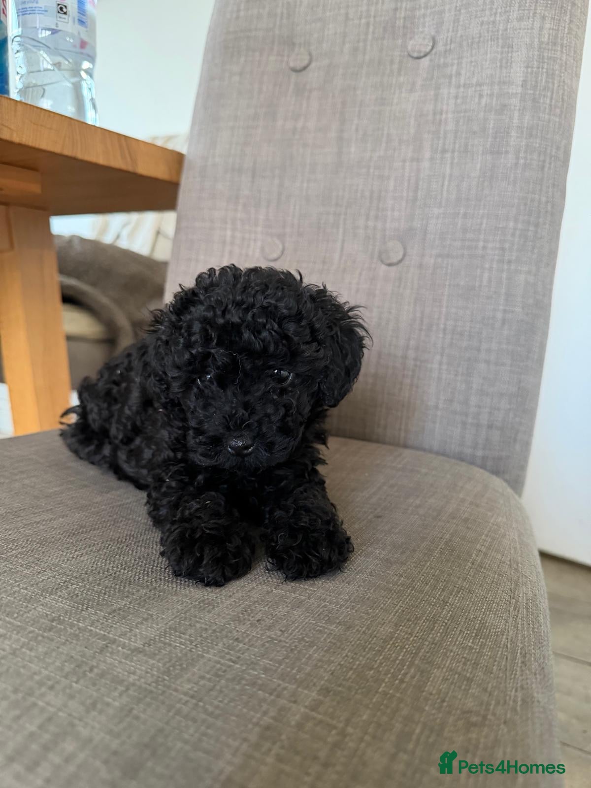 Cockapoo dogs Gorgeous litter of Cockerpoos - Advert 8