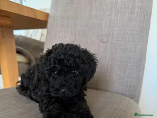 Cockapoo dogs Gorgeous litter of Cockerpoos - Advert 8