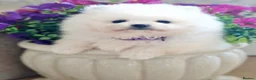 Pomeranian dogs for sale: White Pomeranian Males - Advert 14