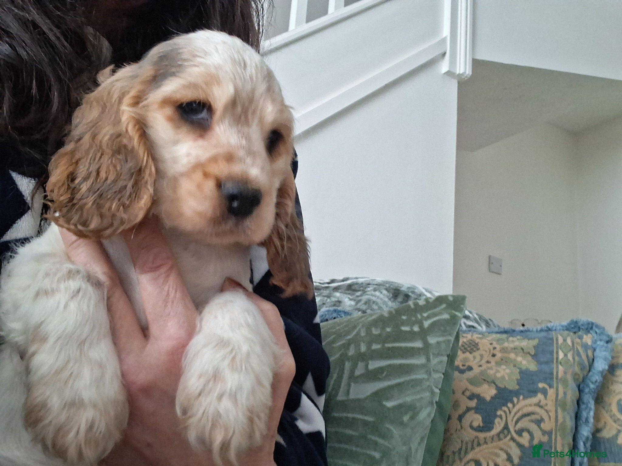 Cocker Spaniel dogs KC Reg Showtype Cocker Spaniels- 'Ready Now' - Advert 1