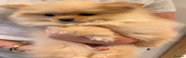 Pomeranian 2