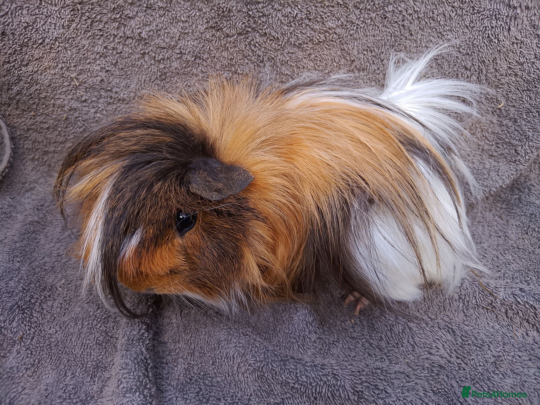 Guinea Pig rodents  2 Single Peruvian boars & bonded mixed breed pair - Advert 18