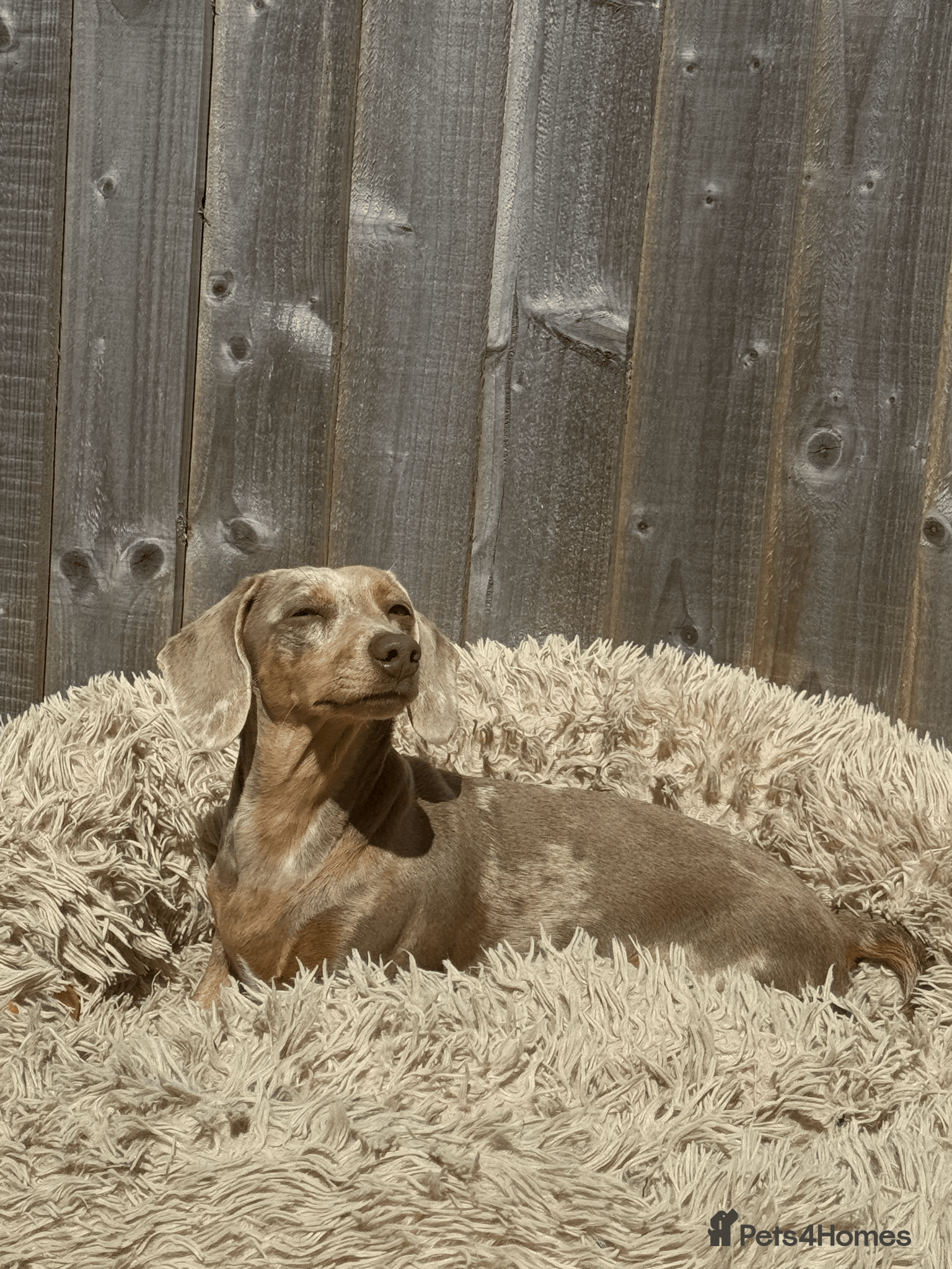 Miniature Dachshund dogs KC REG Smooth Hair Miniature Dachshund Puppies - Advert 2