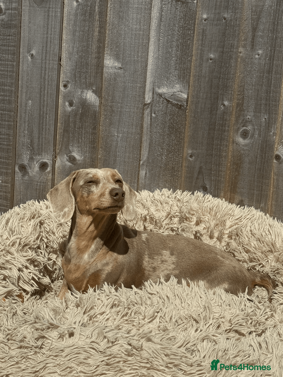 Miniature Dachshund dogs for sale: KC REG Smooth Hair Miniature Dachshund Puppies - Advert 2